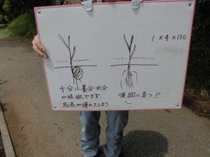 米づくり体験クラブ