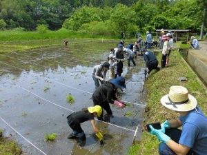 米づくり体験クラブ