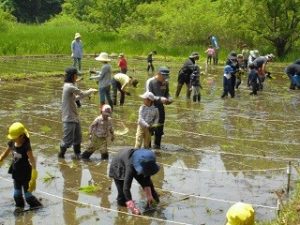 米づくり体験クラブ