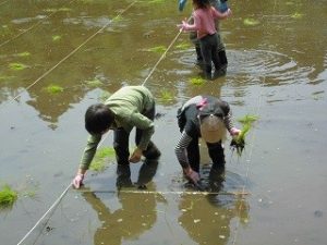 米づくり体験クラブ