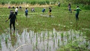 米づくり6月