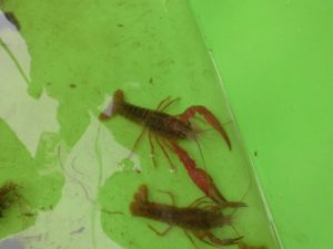 米作り体験クラブ