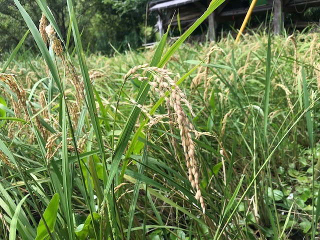 米作り体験クラブ