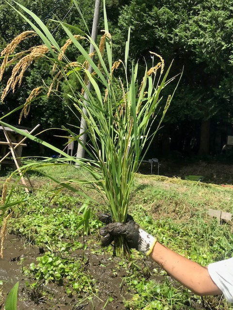米作り体験クラブ