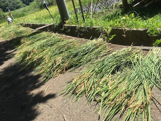 米作り体験クラブ