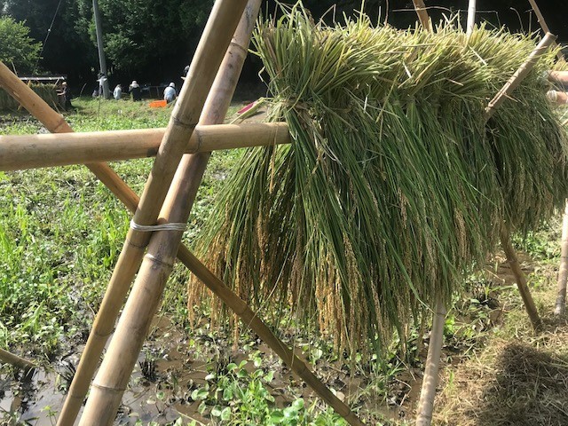 米作り体験クラブ