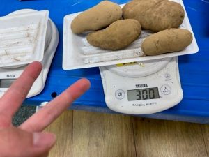 ジャガイモ300gチャレンジ