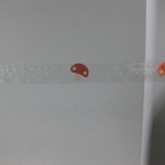 きのこ