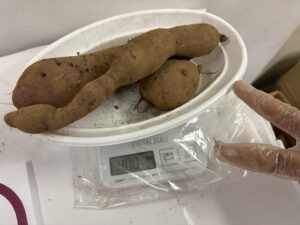 さつまいも400gチャレンジ